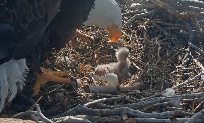 Big Bear bald eaglets hatch as Jackie and Shadow's family grows by 2