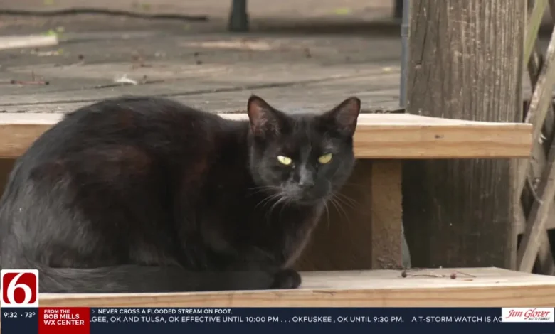 Bobcat fever cases rising in Green Country: What cat owners need to know