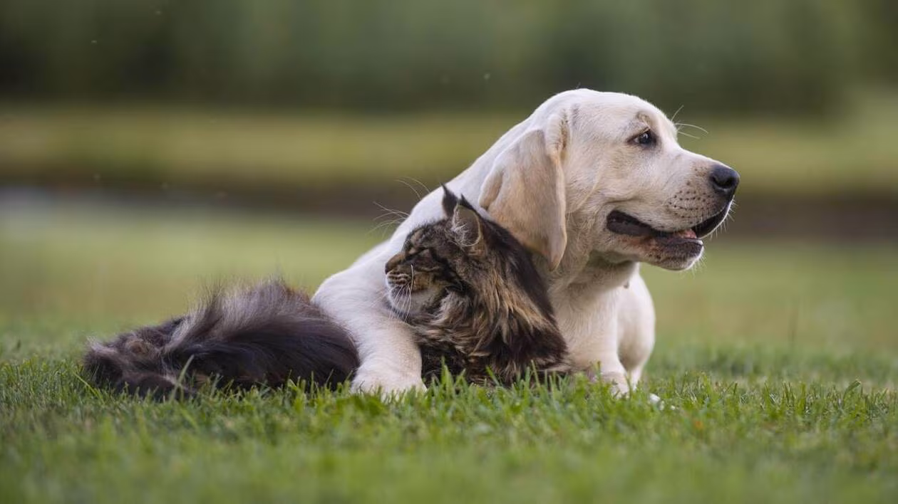 Ces flacons d’huile de CBD pour chien et chat proposés ces dernières semaines sont pourtant interdits à la vente