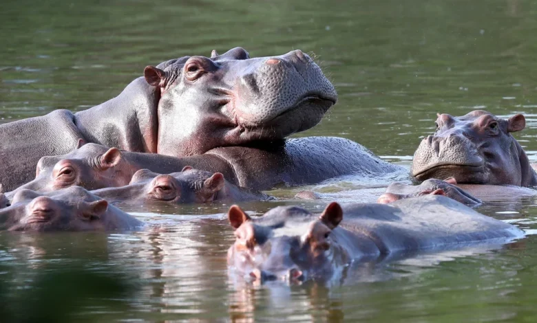 Colombia to euthanize dozens of "cocaine hippos" linked to drug lord Pablo Escobar in bid to control population
