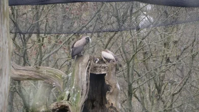 Critically endangered chick hatches at Longleat