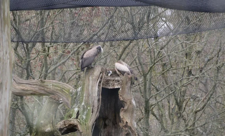 Critically endangered chick hatches at Longleat