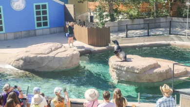 Denver Zoo Lawsuit Alleges New Sea Lion Exhibit Was Built Poorly, Suffers From Leaks