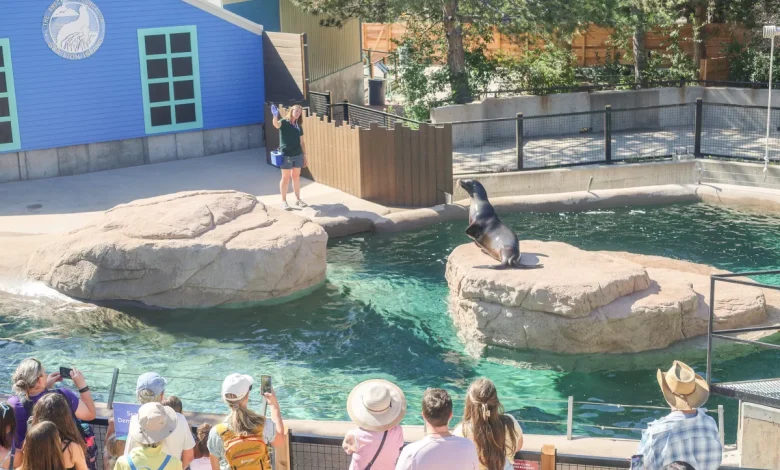Denver Zoo Lawsuit Alleges New Sea Lion Exhibit Was Built Poorly, Suffers From Leaks