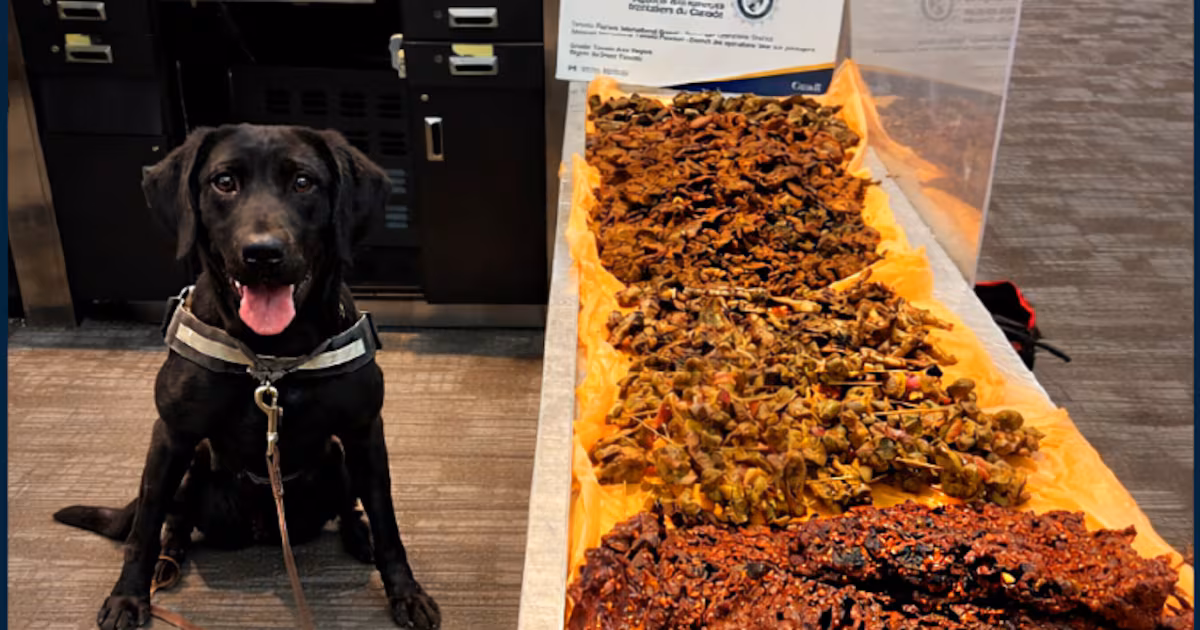 Detector dog at Pearson airport sniffs out more than 40kg of undeclared meat