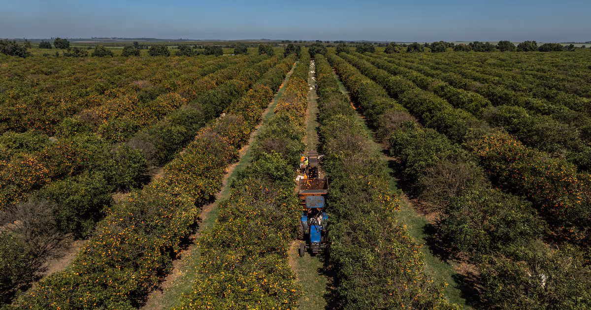 El Niño emergerá en agosto con aumento del calor y riesgos para las cosechas