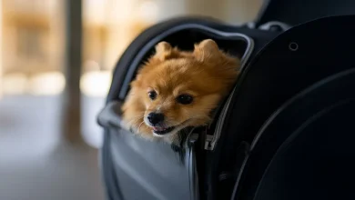 Etihad launches US$399 pets-in-cabin offer