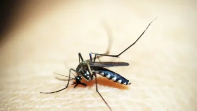 Febre amarela pode levar metade dos casos graves a óbito, diz especialista