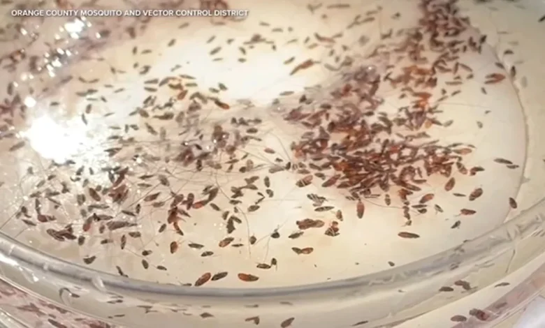 Flea-borne typhus surges across LA County with 90% of cases requiring hospitalization