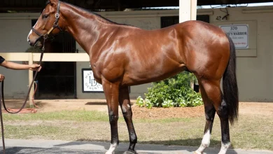 Flightline Colt Sells For $10.5 Million At OBS April