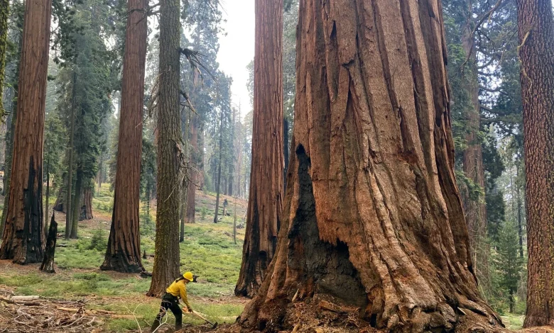 Forest Service plans to carry out major reorganization with or without approval from Congress