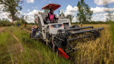 Fuel Shortages From Iran War Threaten Asia’s Biggest Food Staple