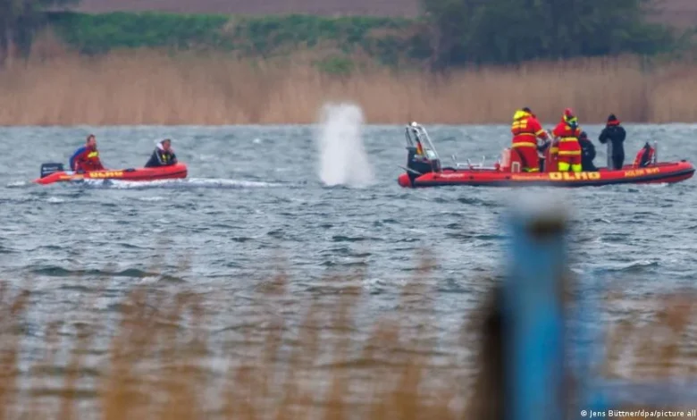 Germany news: Timmy the stranded whale back on the move