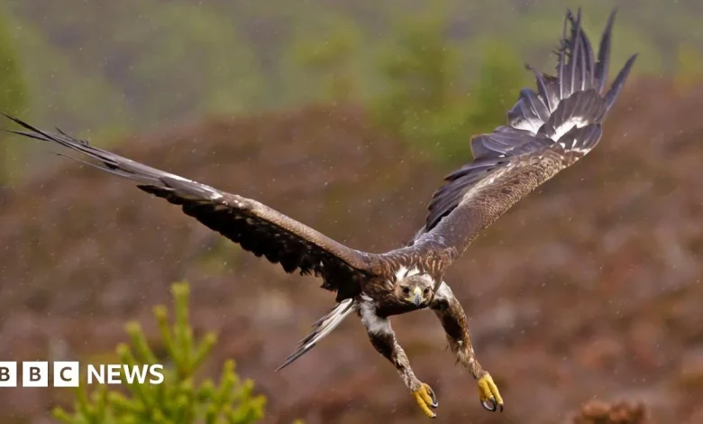 Government backs permanent return of golden eagles to England