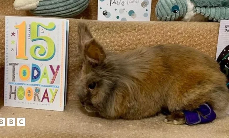 Herbie breaks record to become oldest living rabbit