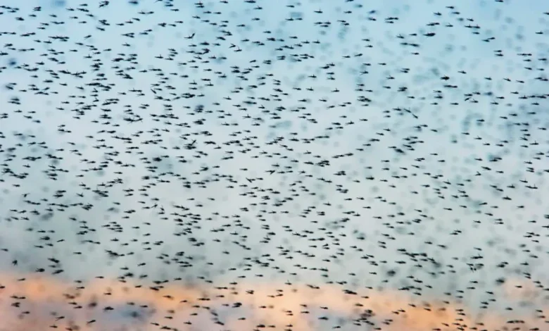 Iceland Just Got Its First Mosquitoes. Scientists Aren’t Ready for What Comes Next