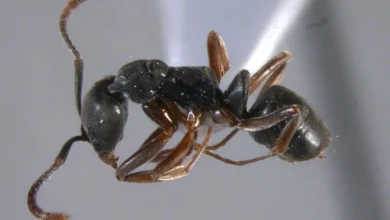 Invasive ant with deadly sting is spreading in the US, including Ohio