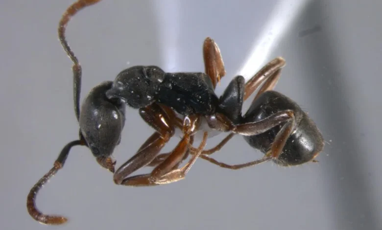 Invasive ant with deadly sting is spreading in the US, including Ohio