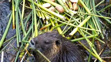 Invasive rodent plaguing California may have been deliberately released. Here's the theory