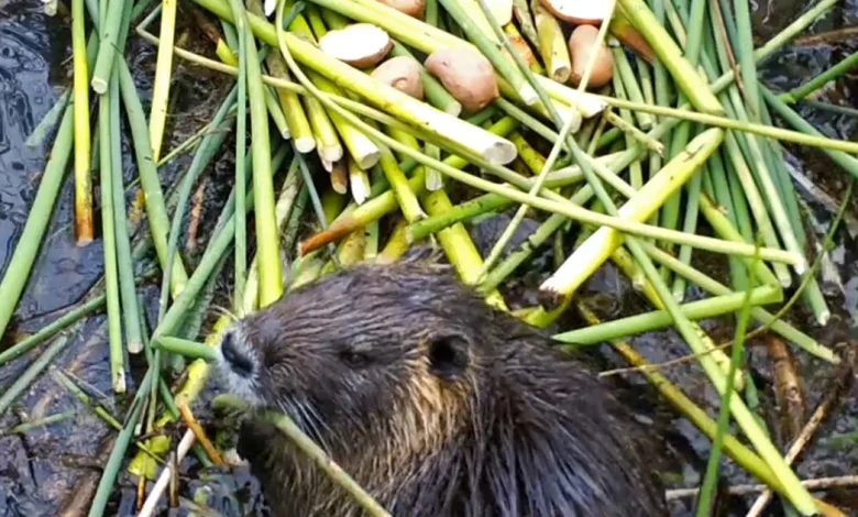 Invasive rodent plaguing California may have been deliberately released. Here's the theory