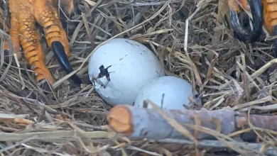 Jackie and Shadow close to welcoming first bald eagle 'pip' of 2026