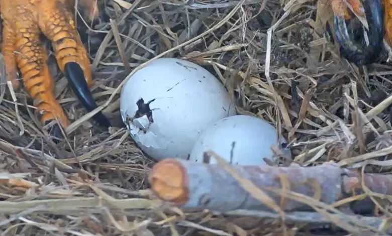 Jackie and Shadow close to welcoming first bald eagle 'pip' of 2026