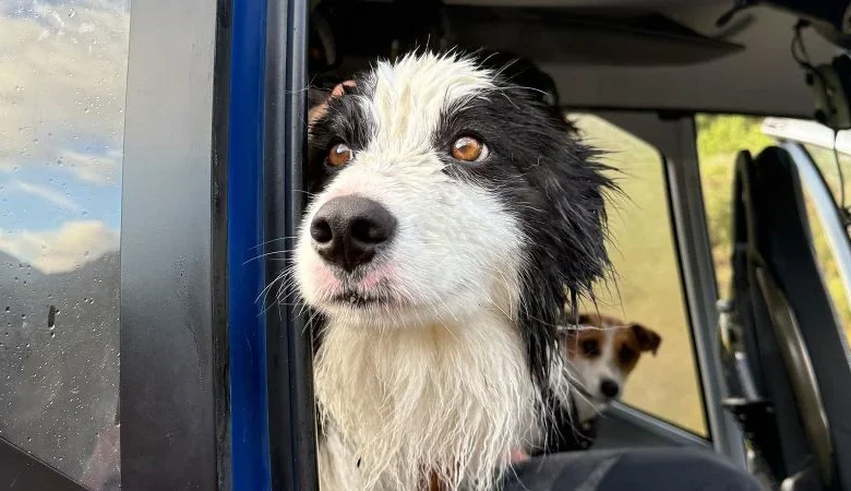 Lost dog reunited with owner one week after she fell down a waterfall