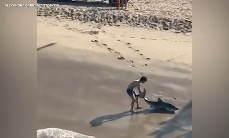 Man frees shark caught on line in Hermosa Beach, video shows