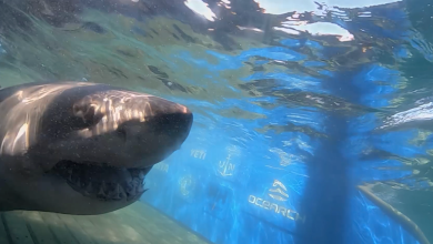 Massive 1,400-pound great white shark ‘Breton’ pings near uncharted waters off Turks and Caicos
