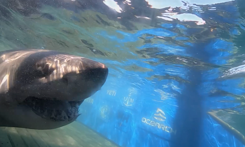 Massive 1,400-pound great white shark ‘Breton’ pings near uncharted waters off Turks and Caicos