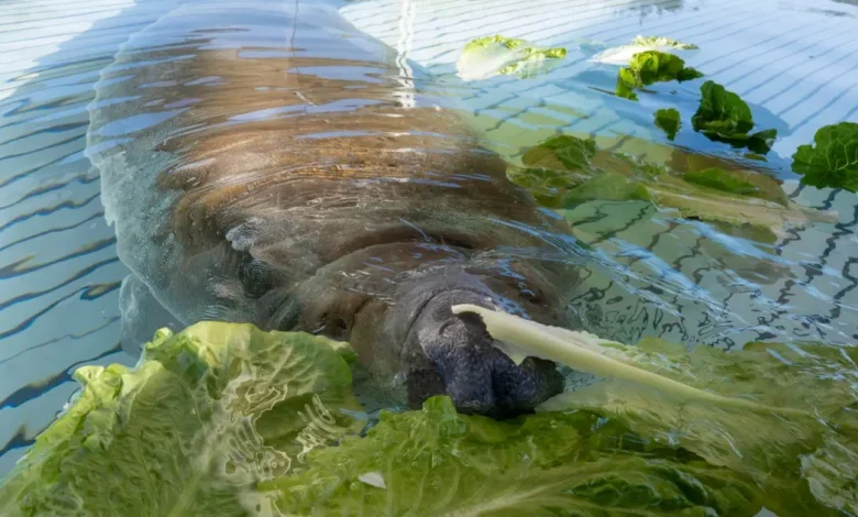 Melby, manatee rescued from Florida storm drain, to be released after SeaWorld recovery