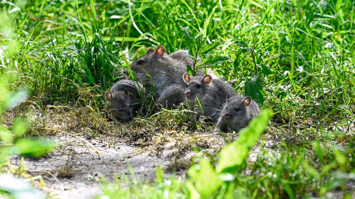 Monty Don says rats will stop entering your garden if you make 1 simple change