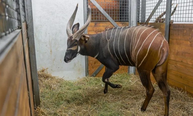Mountain bongos from European zoos are heading to Kenya!
