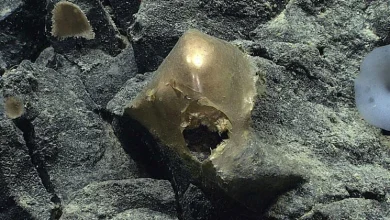 Mysterious "golden orb" found in ocean depths off Alaska in 2023 is finally identified