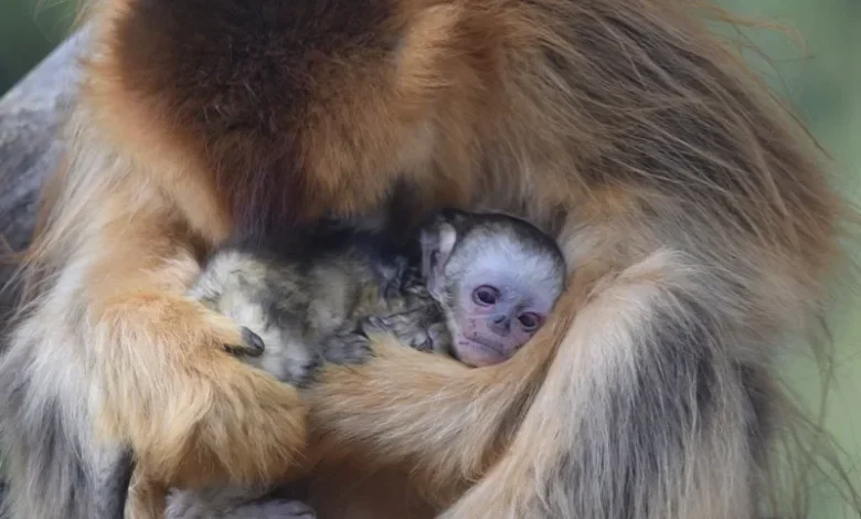 Naissance exceptionnelle d’un singe doré au ZooParc de Beauval