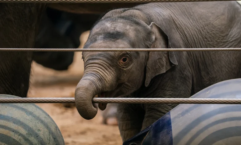 National Zoo’s first baby elephant in almost 25 years takes the stage