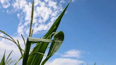 Nationwide Survey: Most Farmers Can’t Afford Fertilizer | News Release