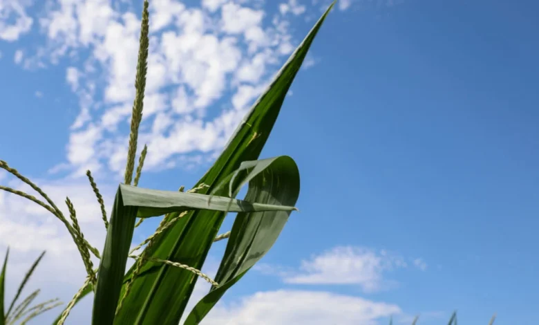 Nationwide Survey: Most Farmers Can’t Afford Fertilizer | News Release