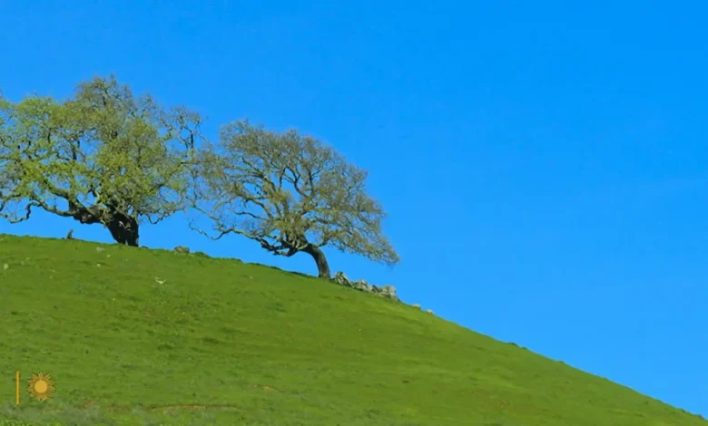 Nature: Oak trees in California