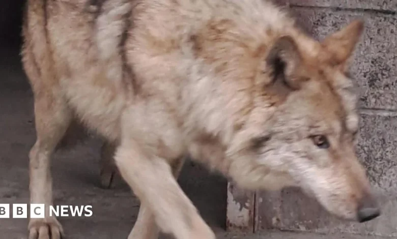Neukgu: South Korea's runaway wolf finally captured after nine-day search