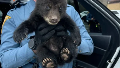 New Jersey state troopers rescue bear cub from highway ditch