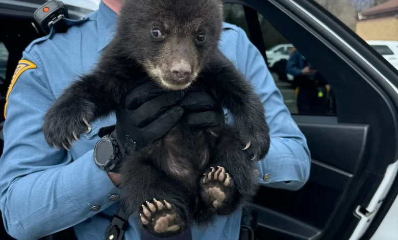 New Jersey state troopers rescue bear cub from highway ditch