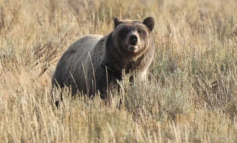 On Earth Day, House Cancels Vote to Narrow Endangered Species Protections