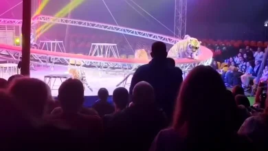 Panik im Zirkuszelt: Schutznetz fällt, Tiger springt in den Zuschauerbereich