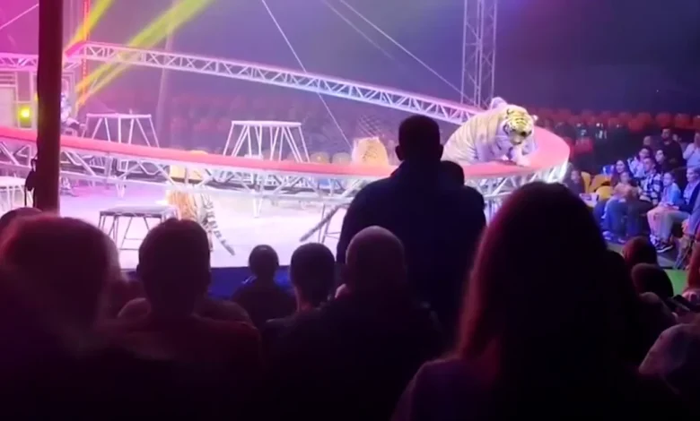 Panik im Zirkuszelt: Schutznetz fällt, Tiger springt in den Zuschauerbereich