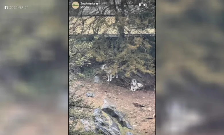 Parents charged after toddler injured by wolf at Hersheypark's ZooAmerica