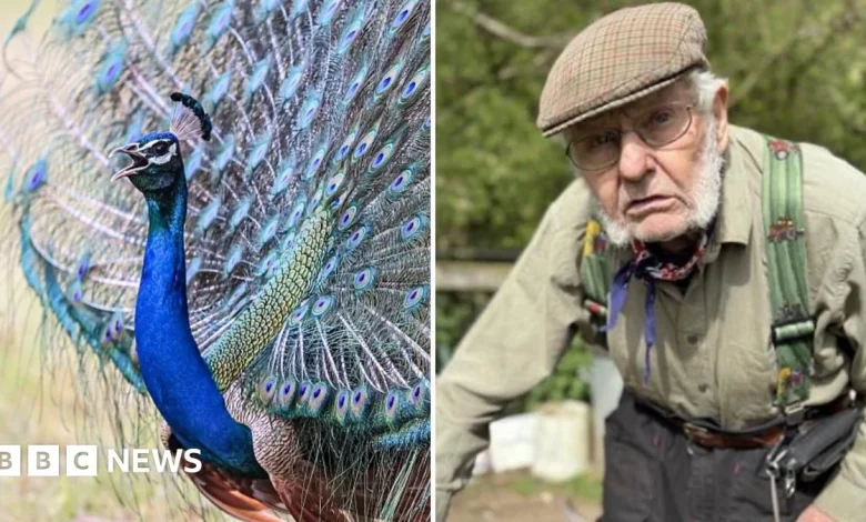 Peacock terrorises 92-year-old farmer's chickens