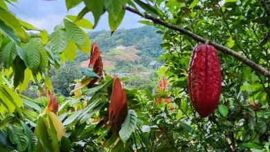 Puerto Rico's cacao farmers are winning global awards
