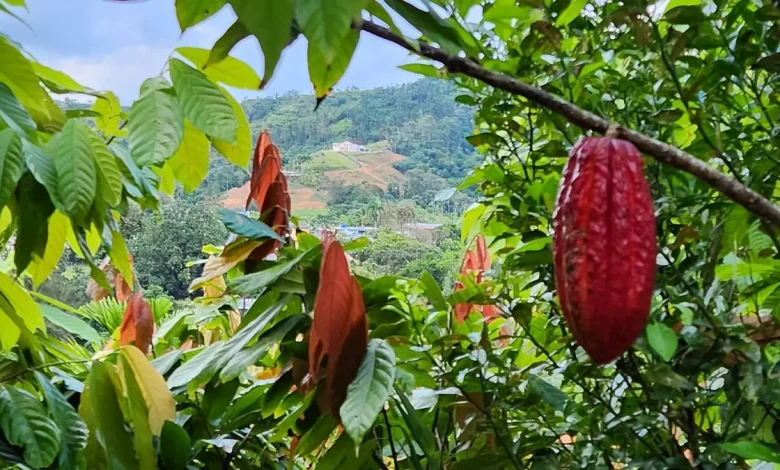 Puerto Rico's cacao farmers are winning global awards