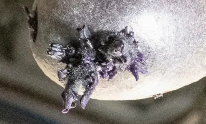 Purple Lifeform Photographed Sprouting 'Tentacles' on The ISS